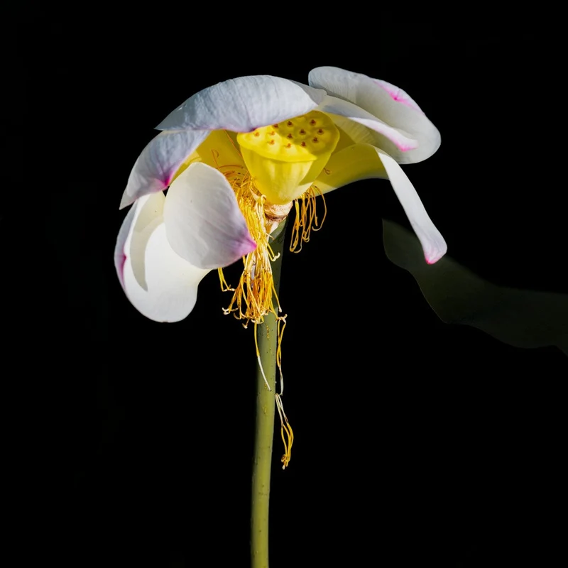 Lotus Flower