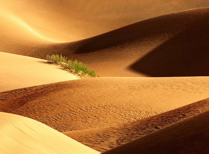 Golden Desert Dunes