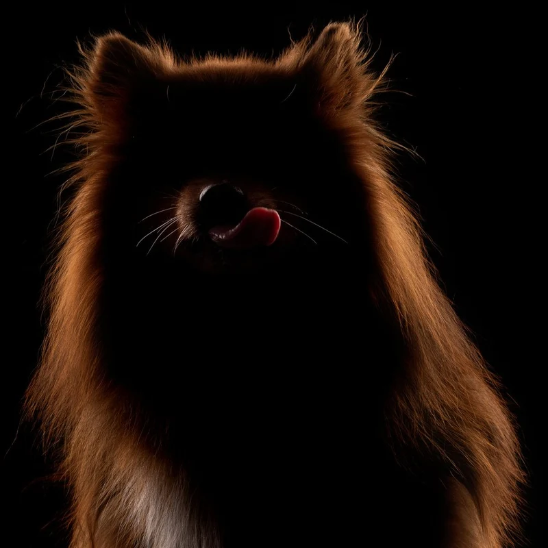 Moody Dog Lick