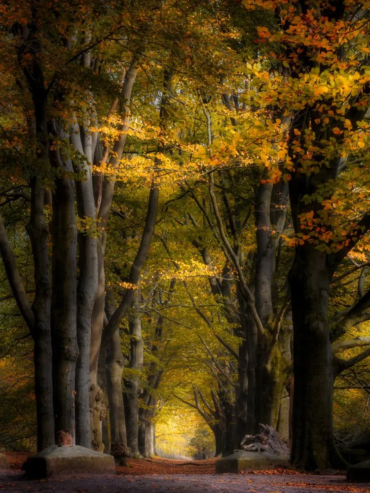 Golden Autumn Path