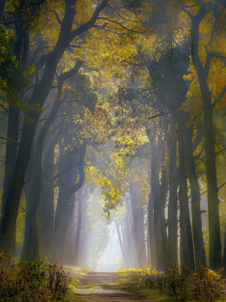 Sunlit Misty Forest Path