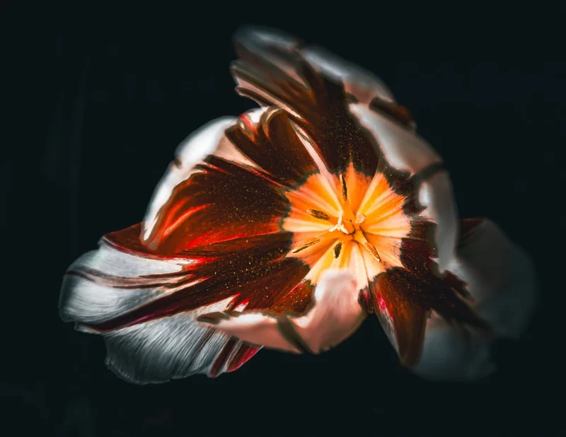 Dramatic Tulip Bloom
