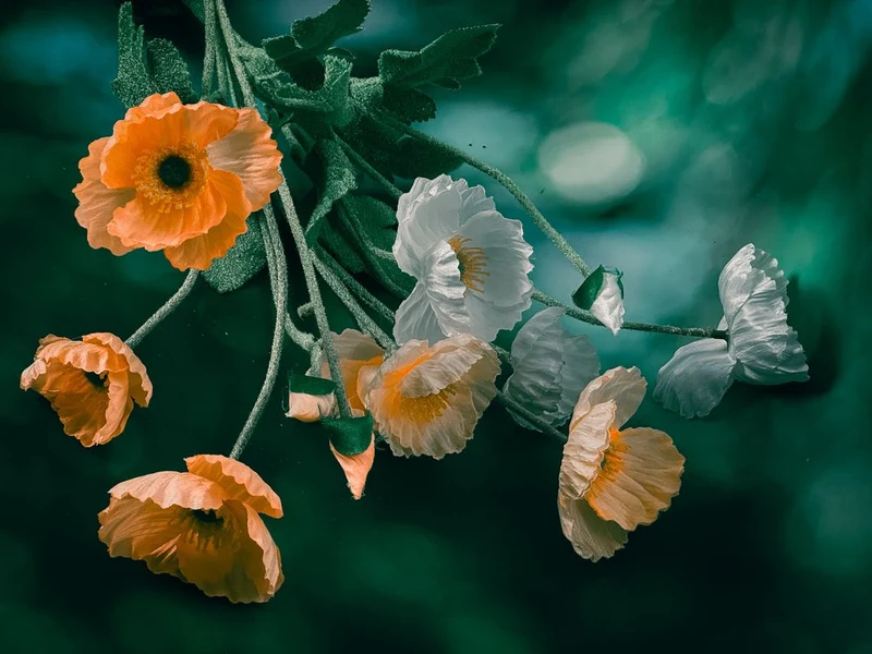 Orange and White Poppies