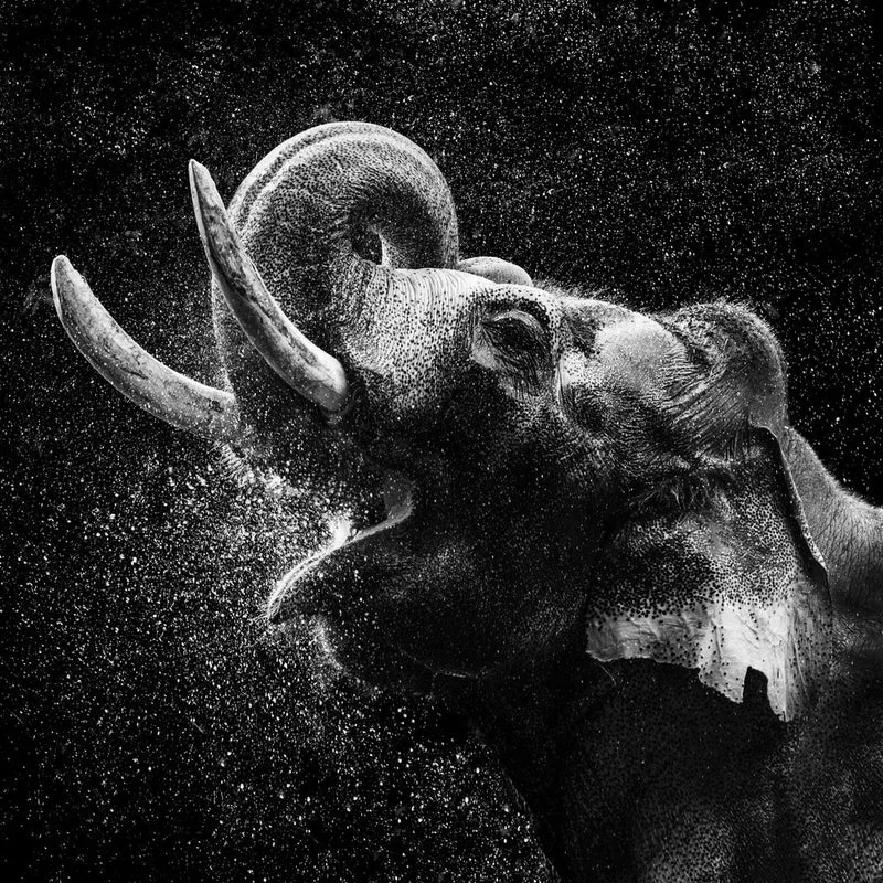 Majestic Elephant Spray
