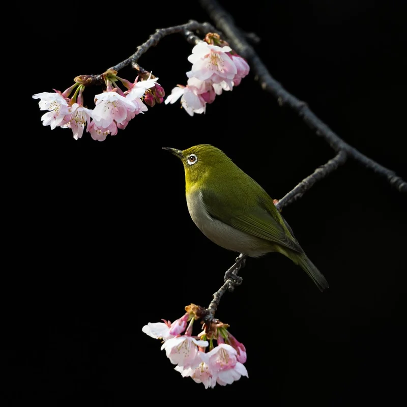 Green Bird Cherry Blossoms