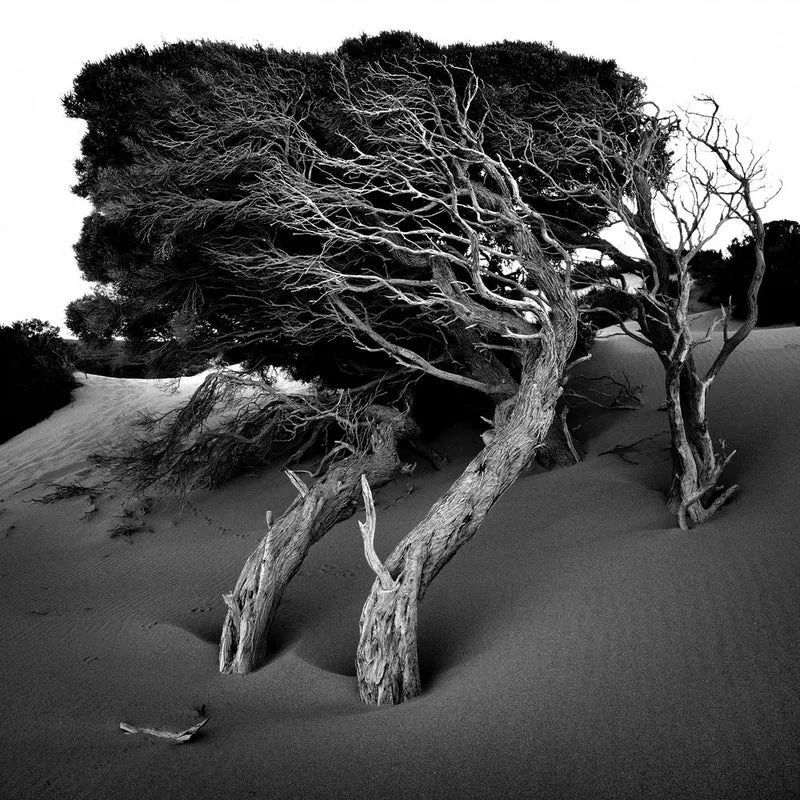 Sculpted Dune Trees