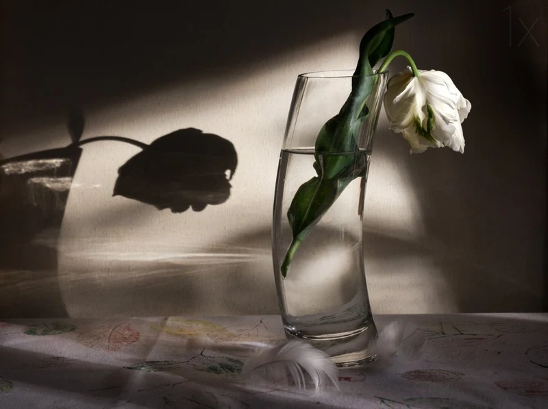 Wilting Tulip Shadow Play