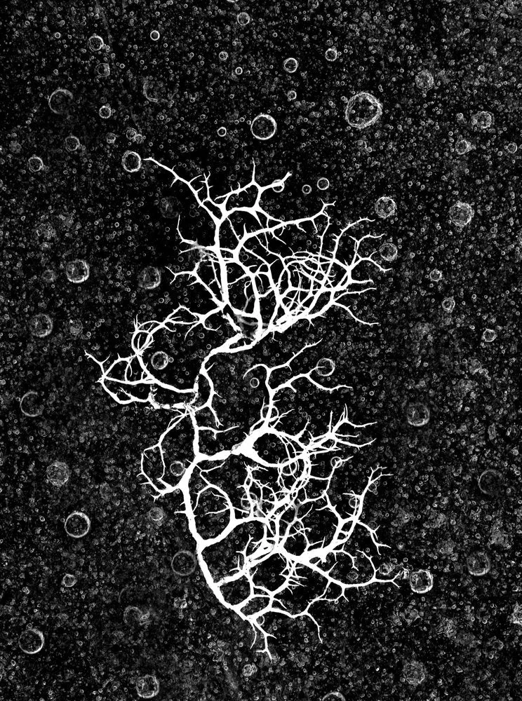Stark Organic Branches