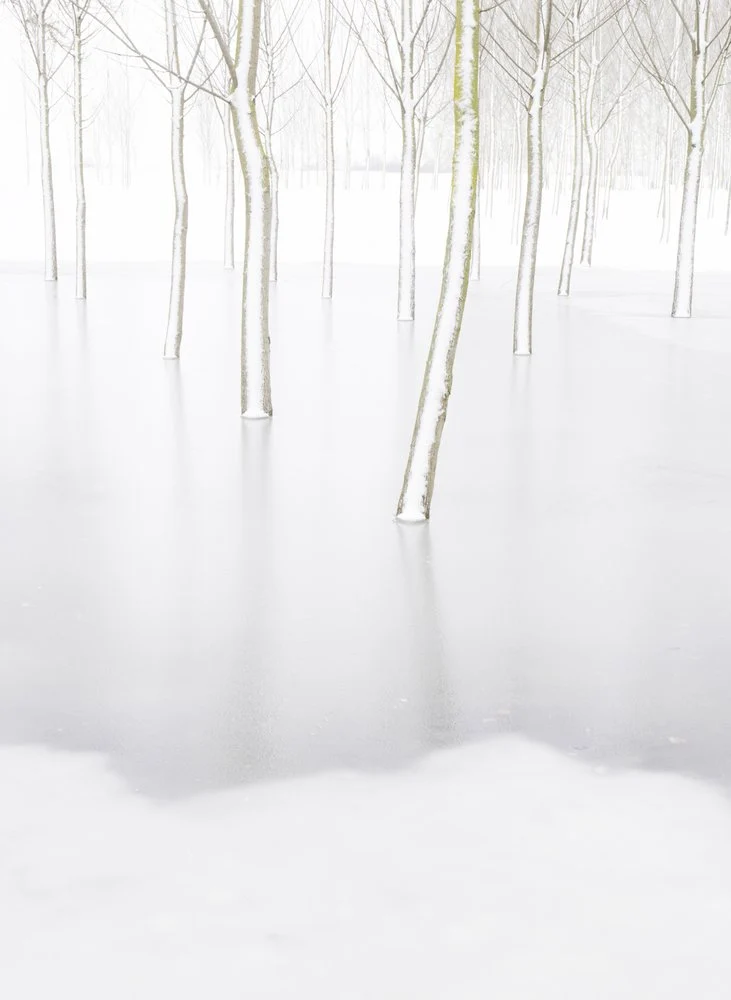 White Forest Reflections