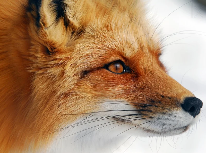 Observant Red Fox