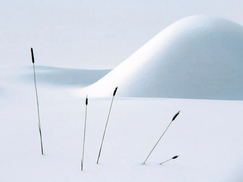 Winter Reeds in Snow
