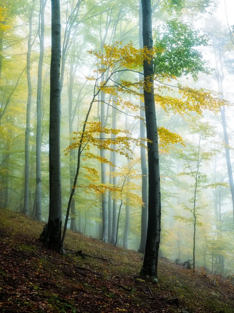 Misty Autumn Forest