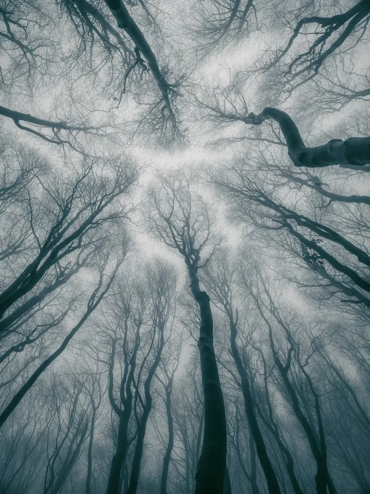 Misty Forest Canopy