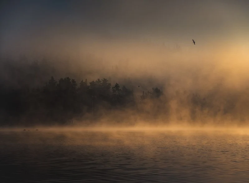 Golden Morning Mist