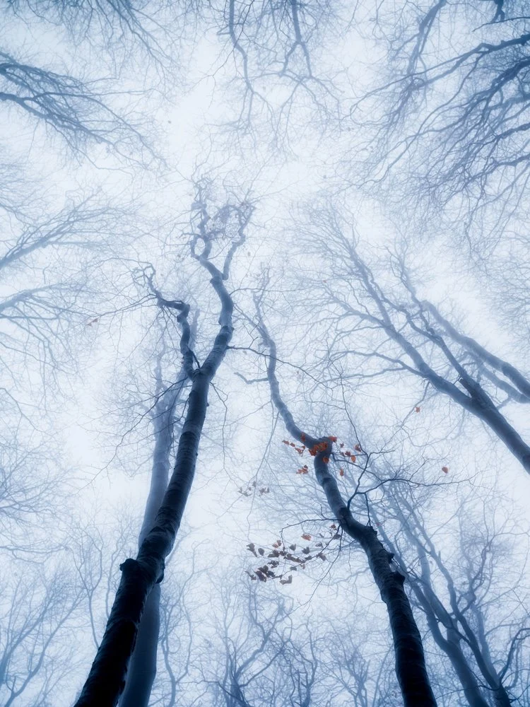 Misty Winter Forest