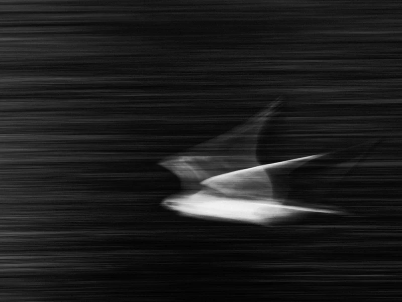Dynamic Bird Flight