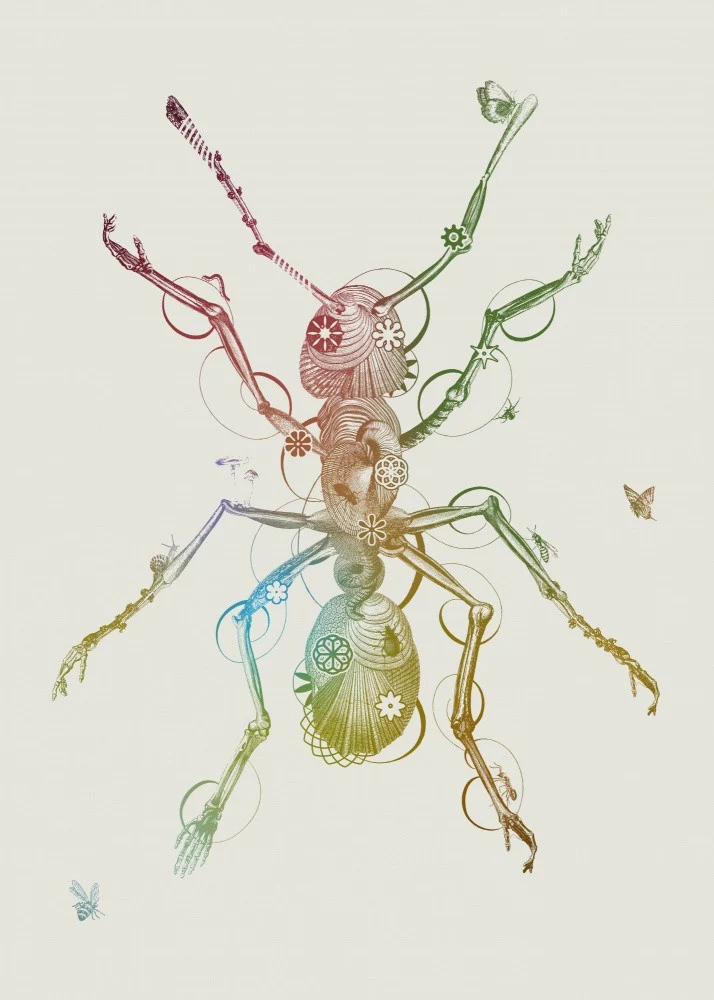 Ant
