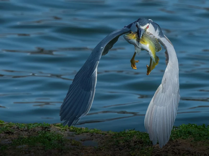 My Catch