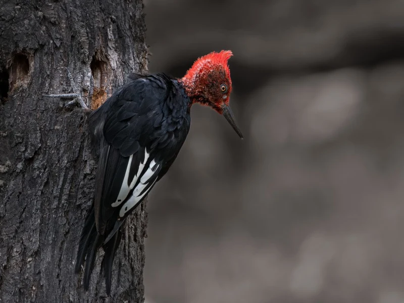 Magellanic woodpecker