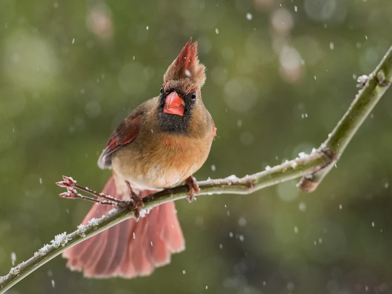 Snow...again!