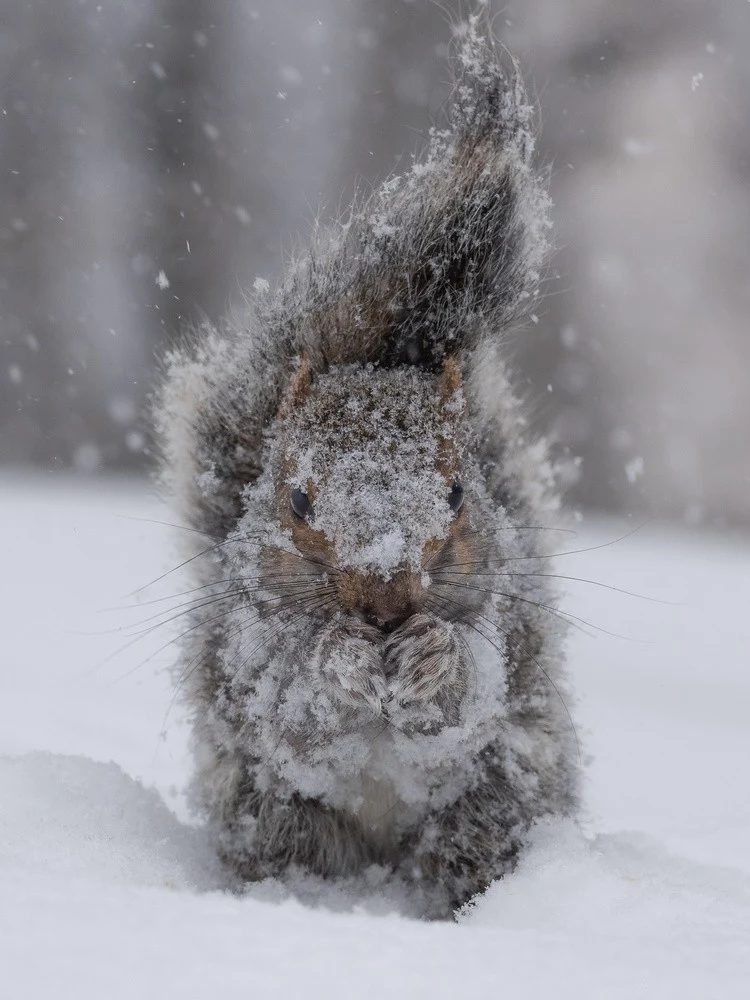 Squirrel garden gnome