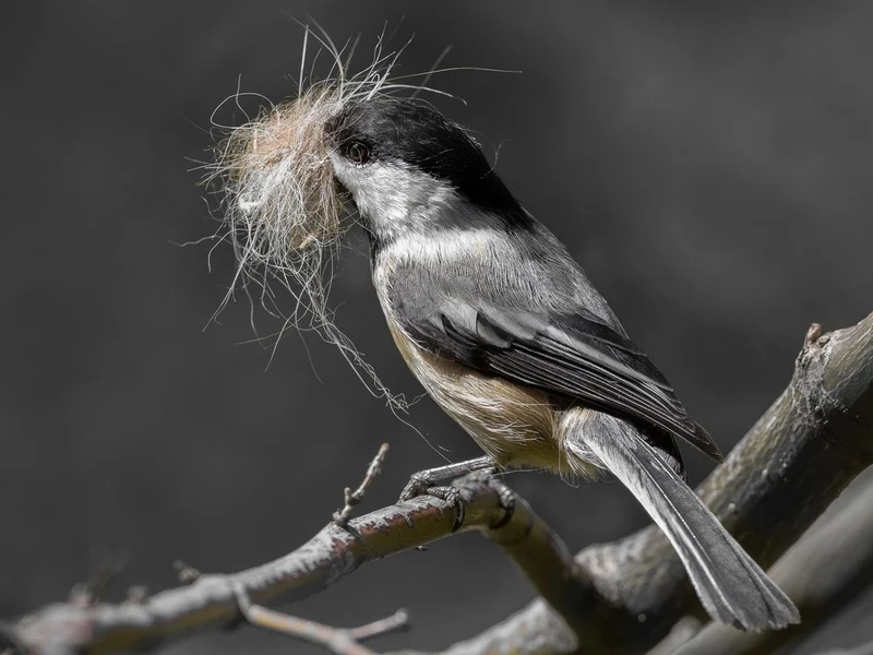 Chickadee mustachio