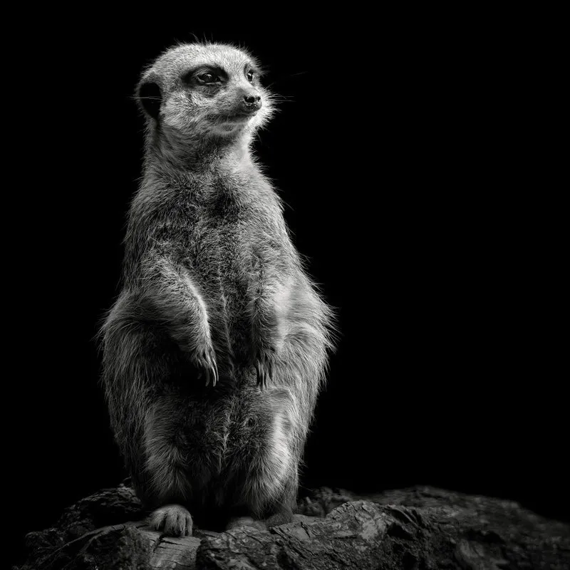 Meerkat
