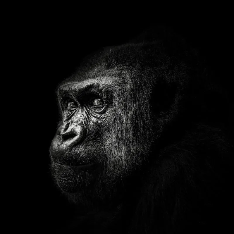 Gorilla