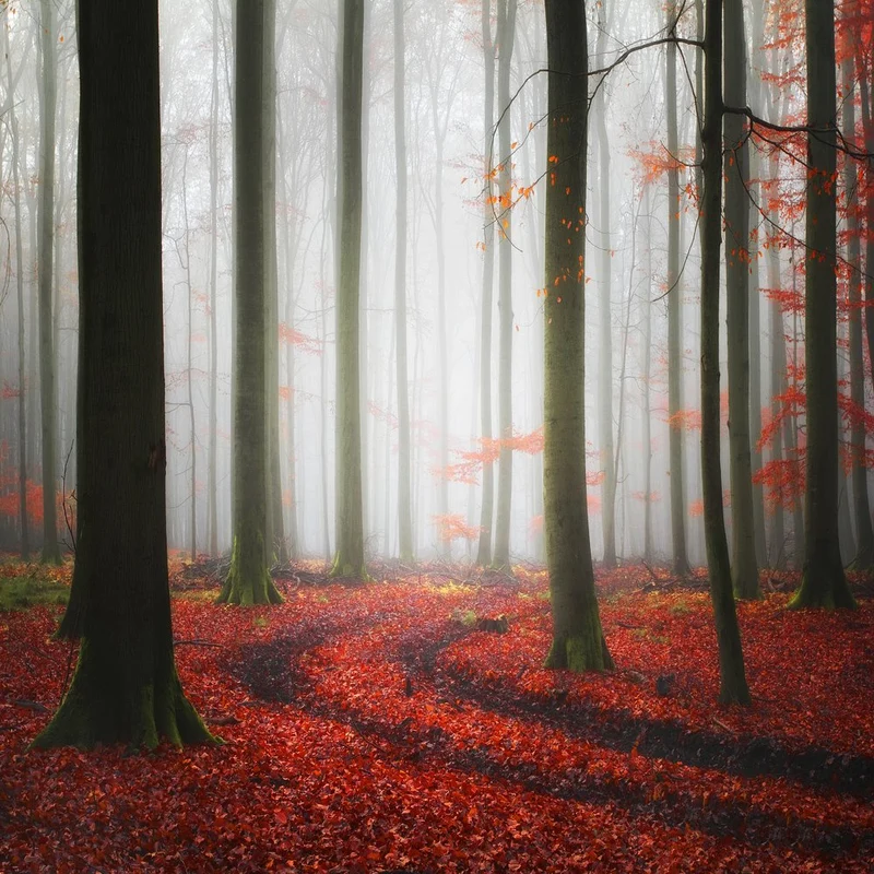 Misty Autumn Forest Path