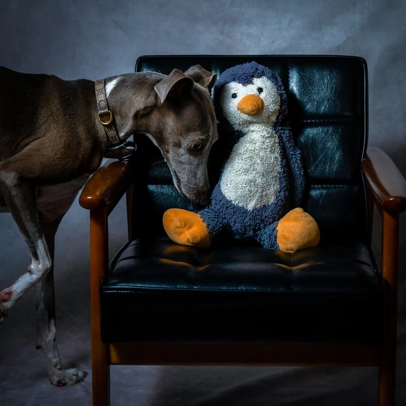 Curious Dog and Penguin