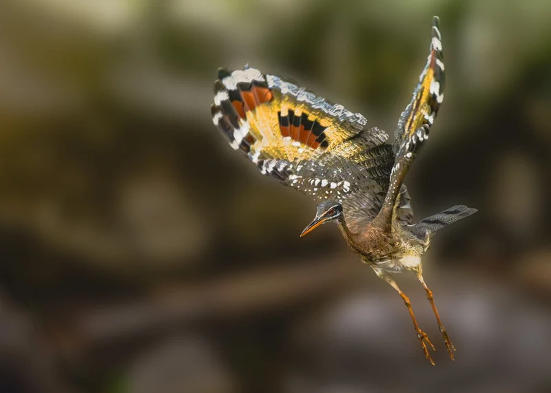 Sunbittern Bird in Flight