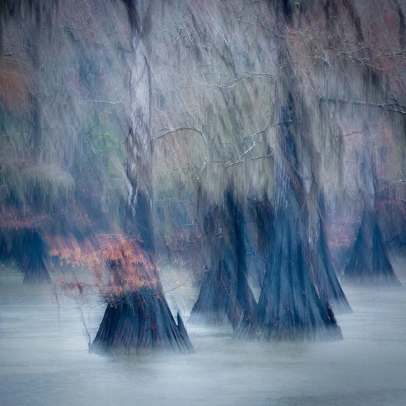 Misty Cypress Forest