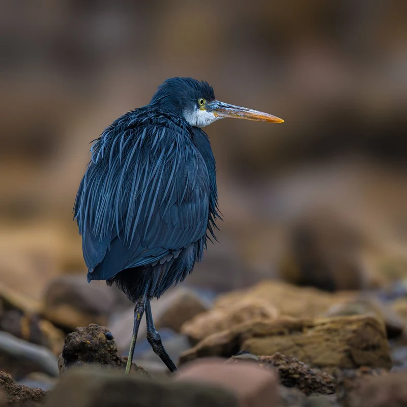 Dark Heron On Shore