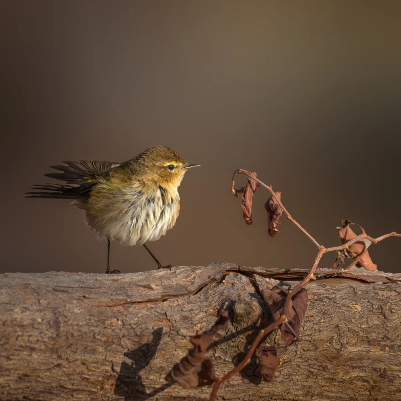 Fluffy Winter Bird on Log