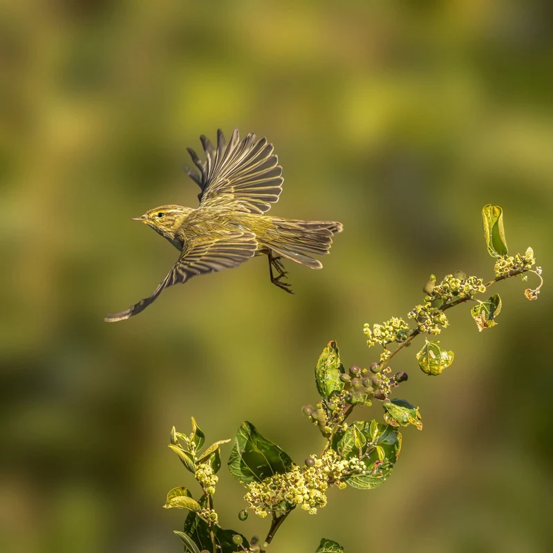 Bird In Mid-Flight