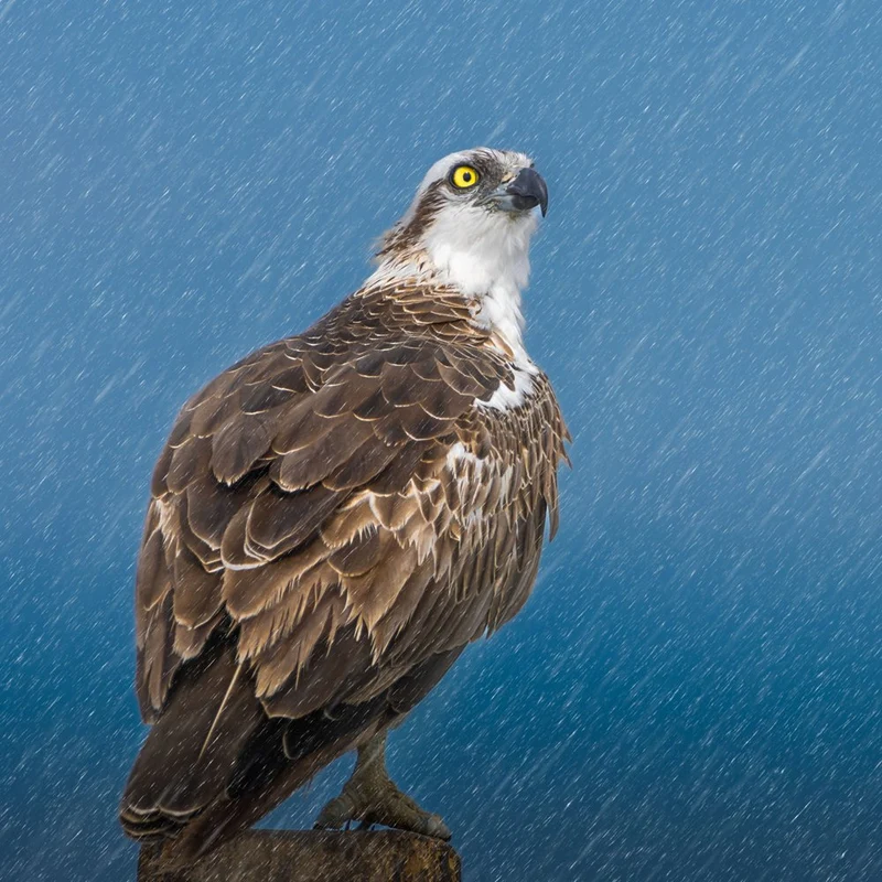 Regal Osprey in Rain