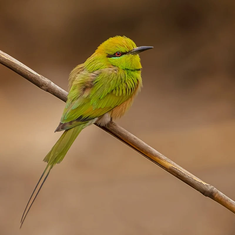Vibrant Green Bee-Eater