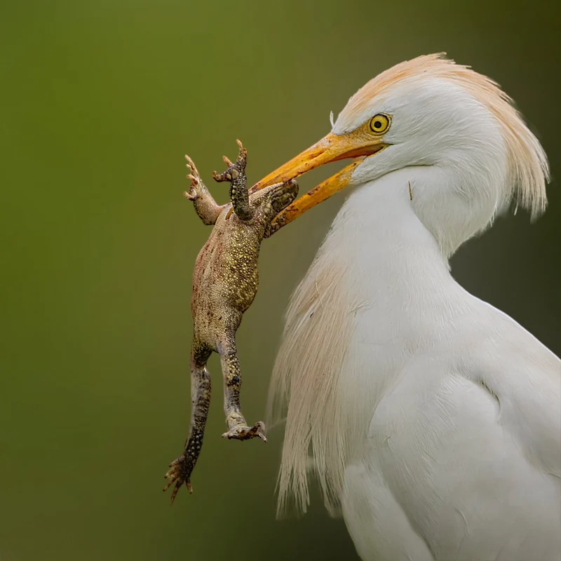 Egret Catches Frog