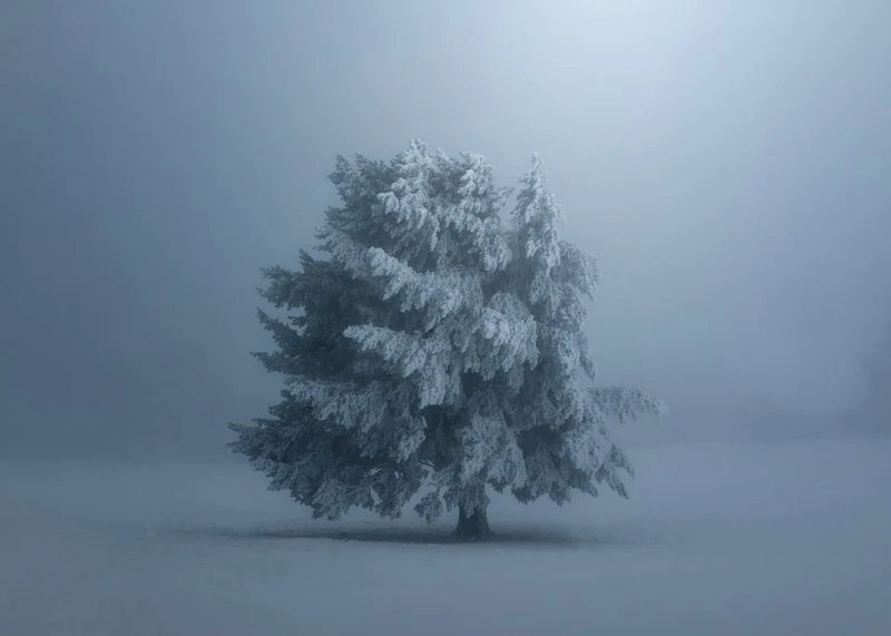 Solitary Snowy Tree