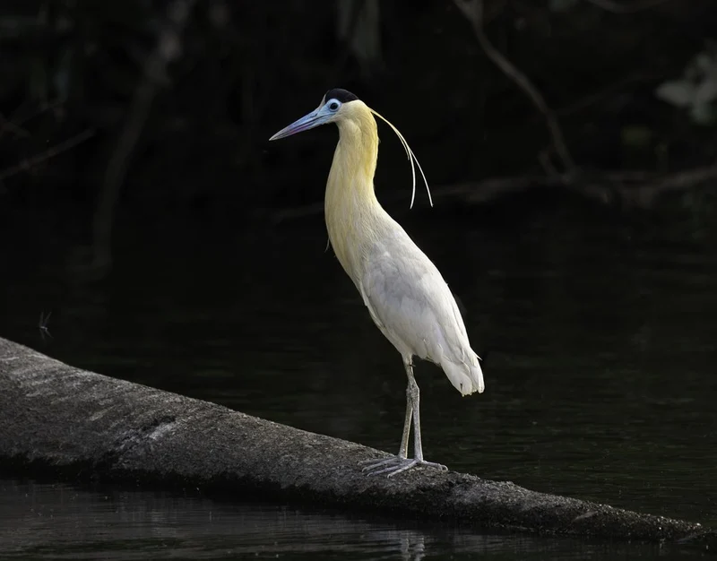 Elegant Heron on Log