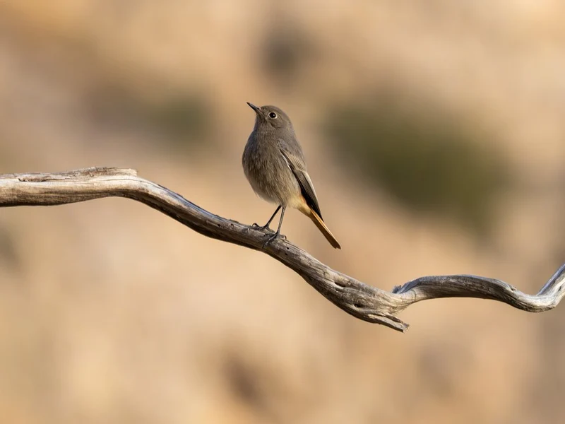 Quiet Bird Moment