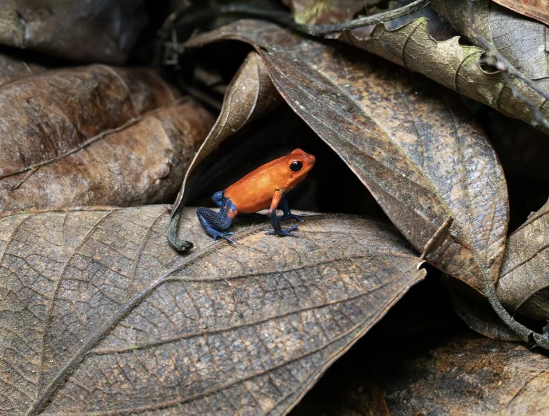 Vibrant Orange Dart Frog