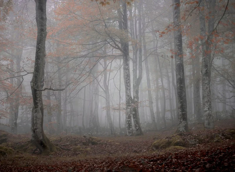 Misty Autumn Forest