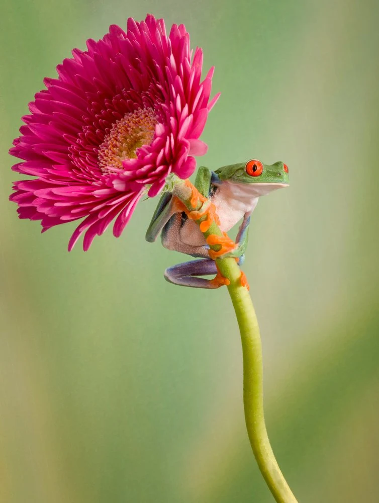 Red Eyed Frog On Flower