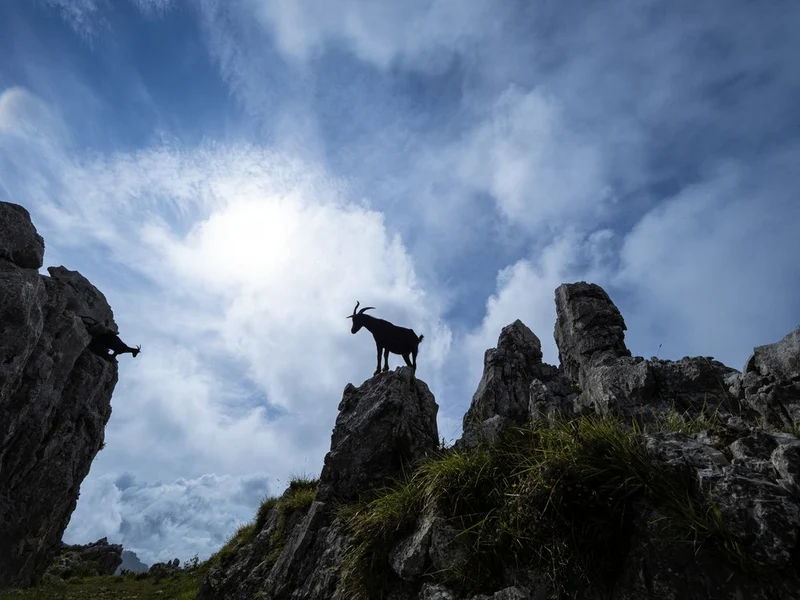 Goats On Rocky Peaks