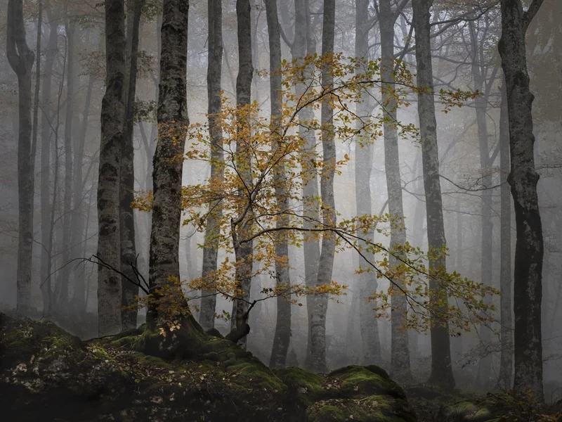 Misty Golden Forest