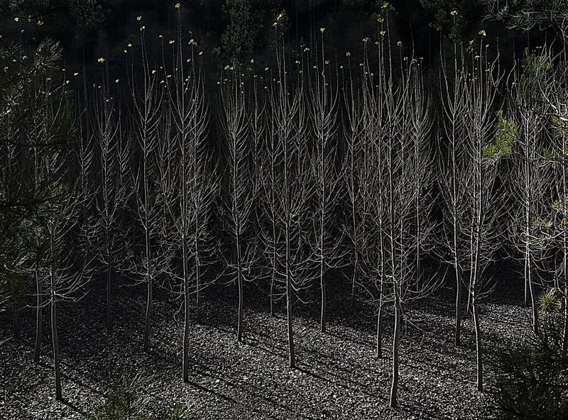 Stark Forest Shadows