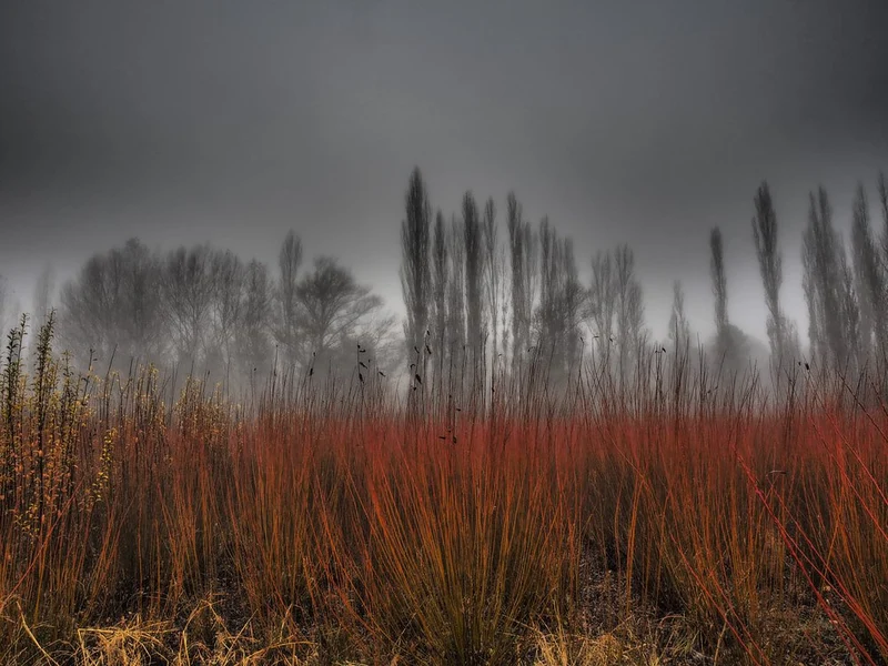 Misty Red Landscape