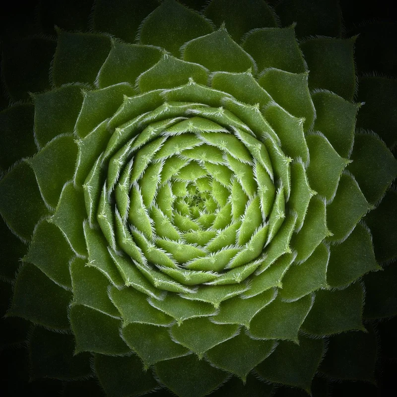 Succulent Green Spiral