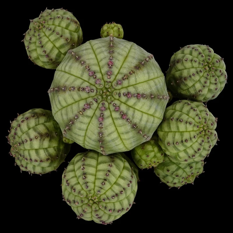 Green Succulent Cluster
